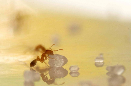 Из гробниц в квартиры: муравьи атакуют сибирские города
