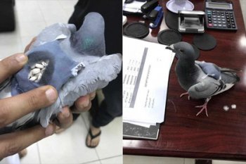 В Кувейте поймали голубя c полным рюкзачком наркотиков