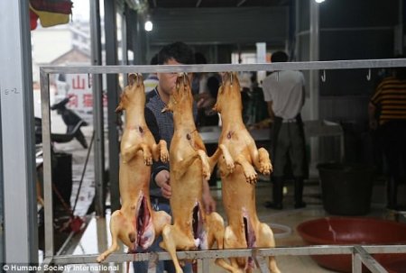 Едим, ели и будем есть: почему китайцы не желают отказаться от собачьего мяса?