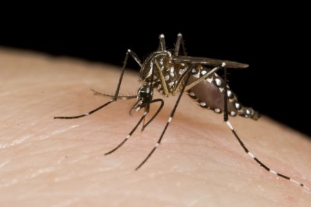 Alphabet запустит 20 млн заражённых комаров для борьбы с вирусом Зика