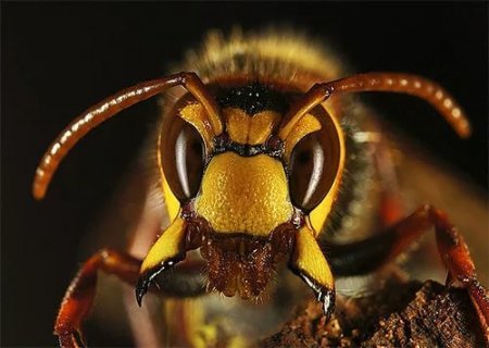 Шершни. Идеальные хищники мира насекомых.