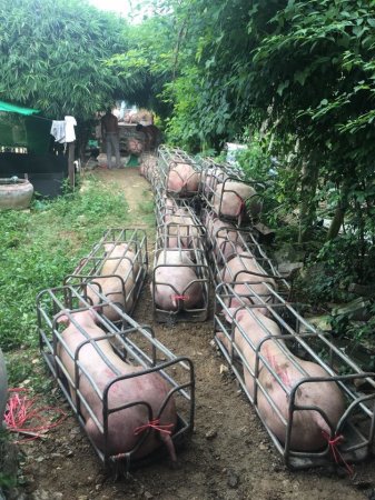 Камбоджийский фермер напугал весь мир своими свиньями-мутантами