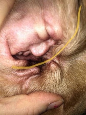 Женщина обнаружила Трампа в ухе своей собаки