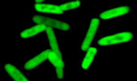 Создана первая полусинтетическая бактерия с искусственной ДНК