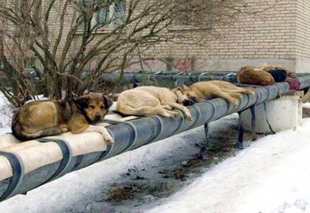110 млн рублей выделено на убийство бездомных животных в преддверии ЧМ-2018