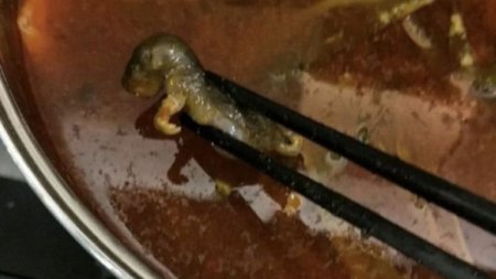 Мертвая крыса в супе обошлась сети ресторанов в Китае в 190 млн долларов