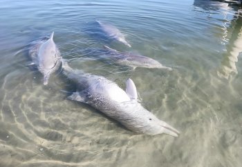 Мистик - дельфин-кладоискатель из Австралии