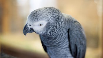 В британском зоопарке попугаев-сквернословов изолировали от посетителей