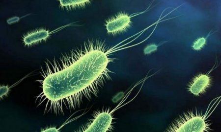 Бактерия-убийца «Синтия» может убить всё живое в Америке и Европе