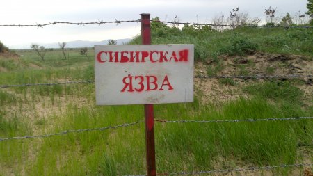 В Казахстане зафиксирована смерть от сибирской язвы