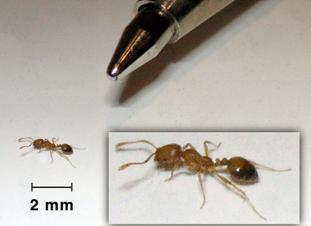Из гробниц в квартиры: муравьи атакуют сибирские города