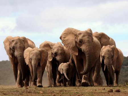 Слоны изменили свою ДНК из-за браконьеров