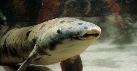 В США умерла старейшая в мире аквариумная рыба