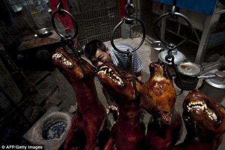 Едим, ели и будем есть: почему китайцы не желают отказаться от собачьего мяса?