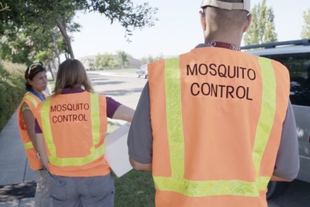 Alphabet запустит 20 млн заражённых комаров для борьбы с вирусом Зика