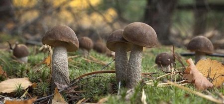 Как сеять грибы, чтобы они росли на вашей даче
