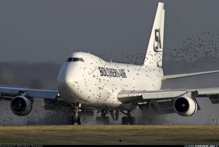 Что происходит, когда птица сталкивается с самолетом?