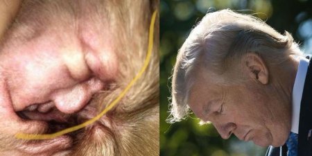Женщина обнаружила Трампа в ухе своей собаки