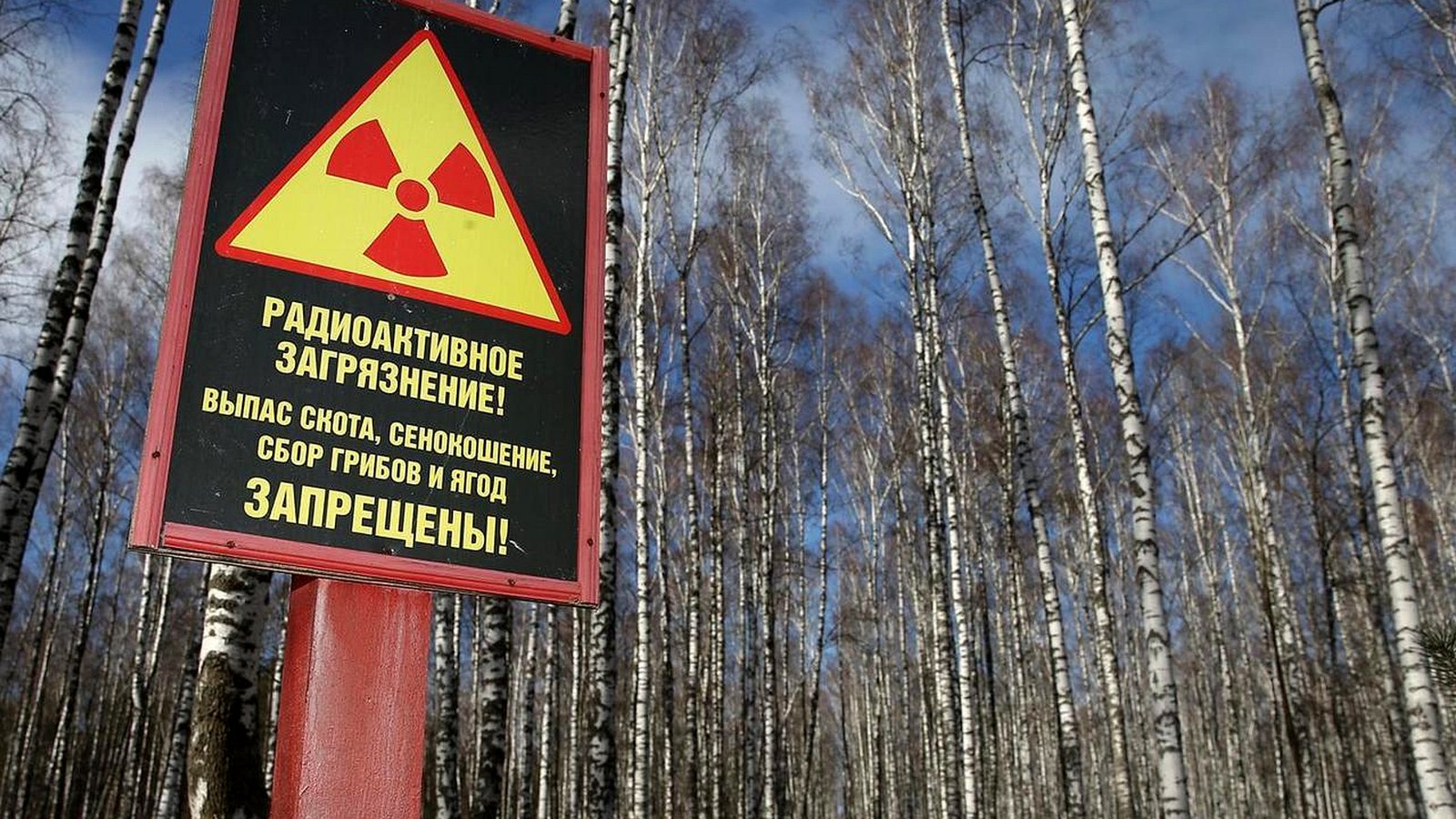 Радиация в тайге. Чернобыль озеро радиоактивное. Чернобыльская АЭС рыжий лес. Экология Чернобыля. Радиация в лесах Беларуси.