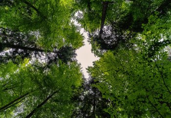 Дата-центр вместо леса: Microsoft вырубит более 2600 деревьев в Техасе, но потом высадит 833 новых и выплатит $1,5 млн